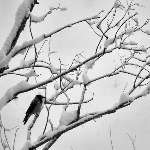 Cold Winter
