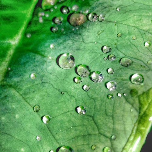 rain drops