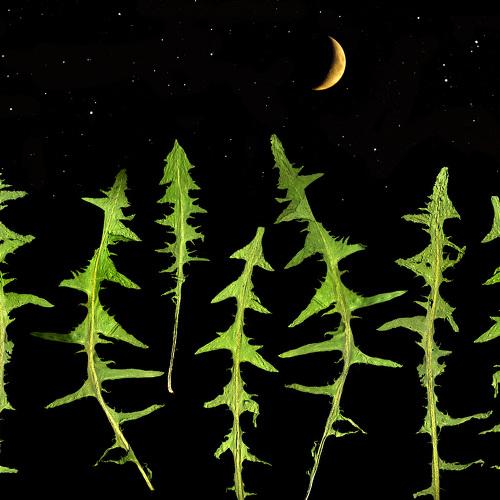 dandelion leaves and moon