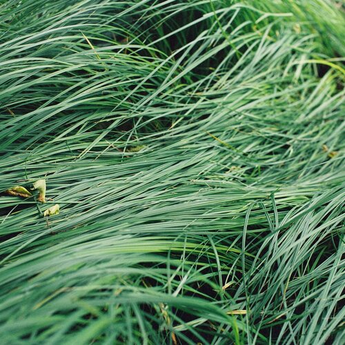 green wave