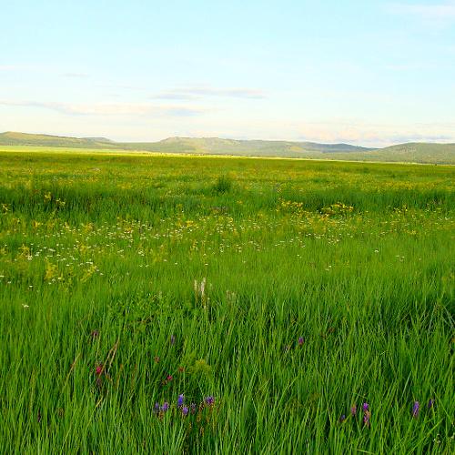 Степь Забайкальская