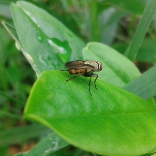 forest fly