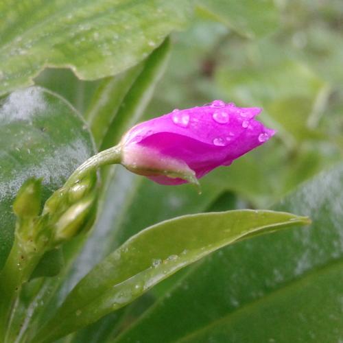 pinky flower