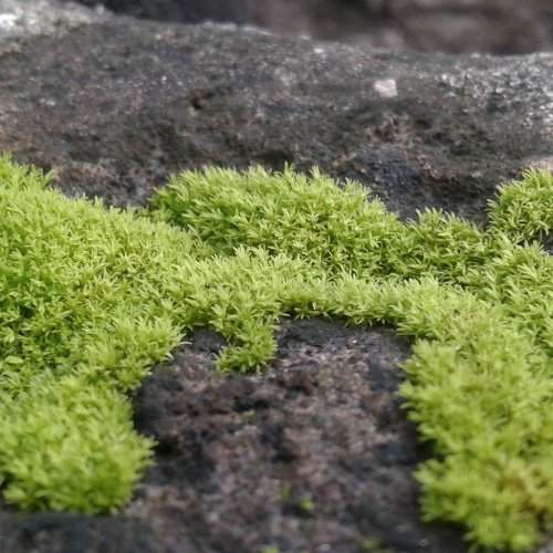grasses