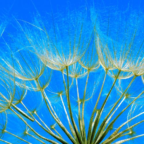 Dandelions blues