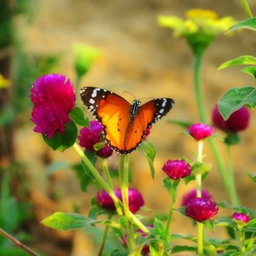 Natural creation