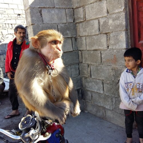 Monkey