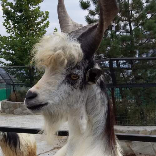 Кучеряшка