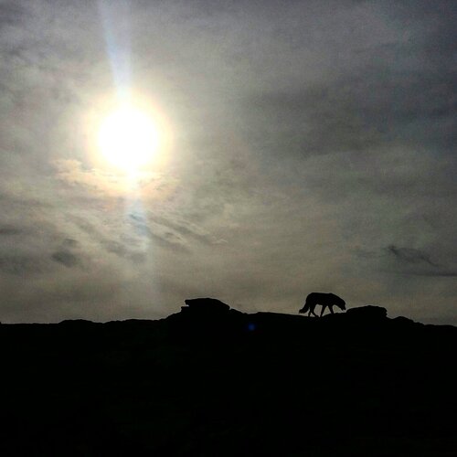 Sunset, dog