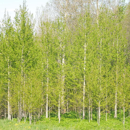Первая зелень
