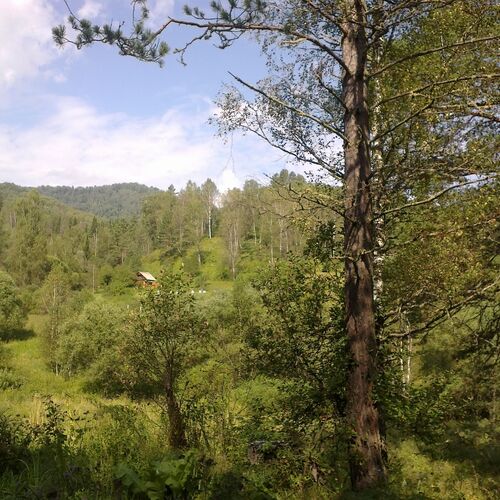 Королевич Ярослав г. Томск/Алтай-домик в глуши