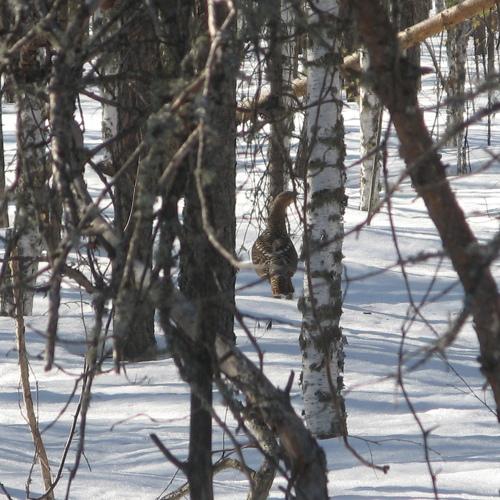 Королевич Ярослав, Томск/Глухарь