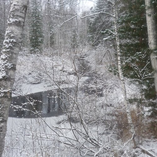 Королевич Ярослав, Томск/Лесная снежная сказка