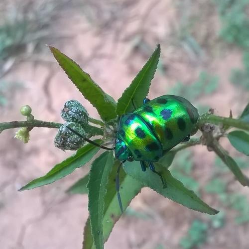 Greenish Insect