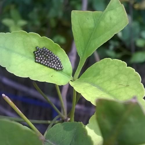 Eggs