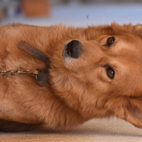 Funny Dog1