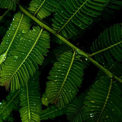 Green Leaves against darkness