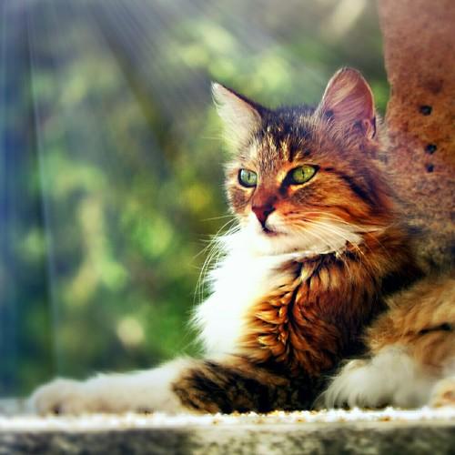 Photo #2152021