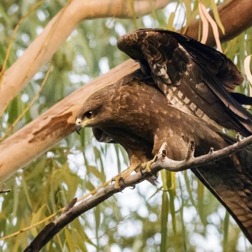 Black Kite