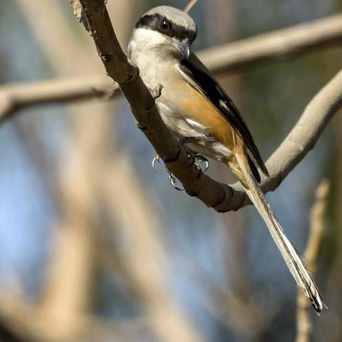 Long Tailed Shrike