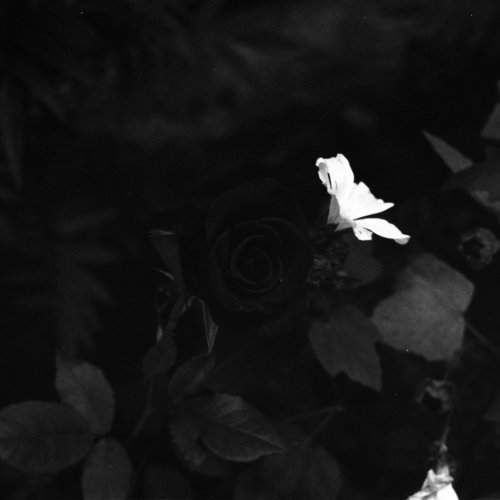 beauty in the dark
