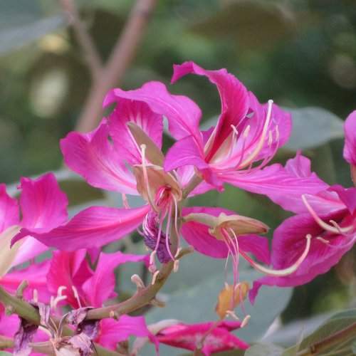 Pink flower