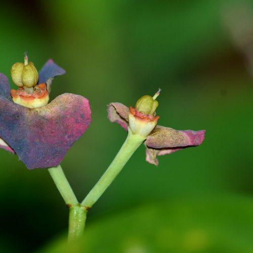 Flower with blurred green background- close-up photo