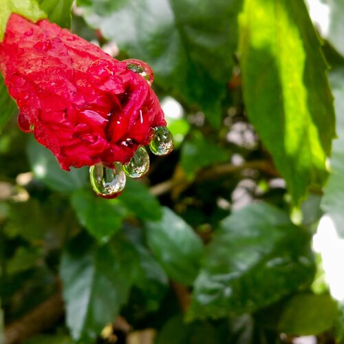 Red Hibiscus flower bud