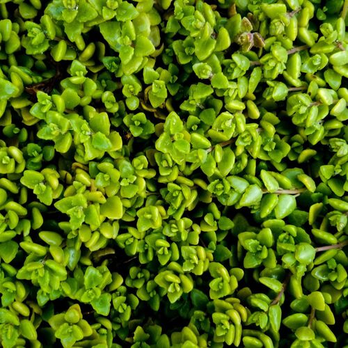 Green Leaves against darkness