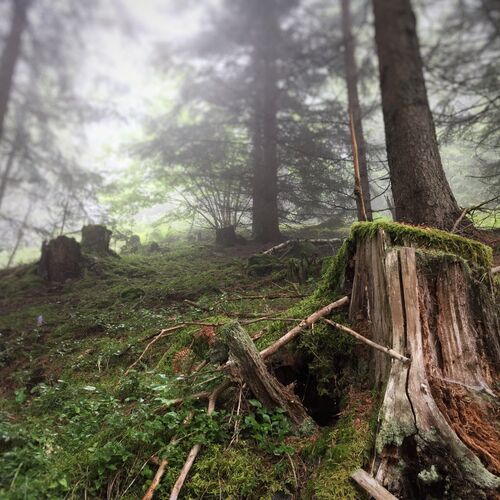 Austrian forest