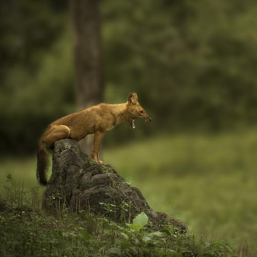 An Indian wild dog yawning on a lazy afternoon