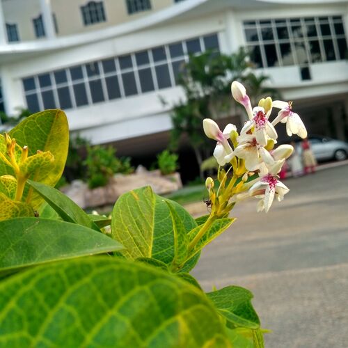 Muthayammal Engineering College