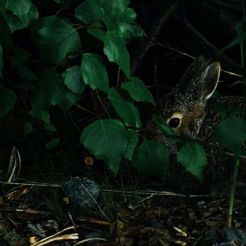 Photo #2157769