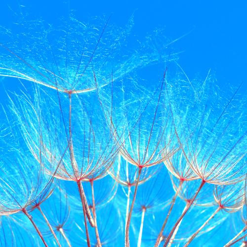 Dandelions blues
