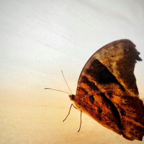 Wandering butterfly