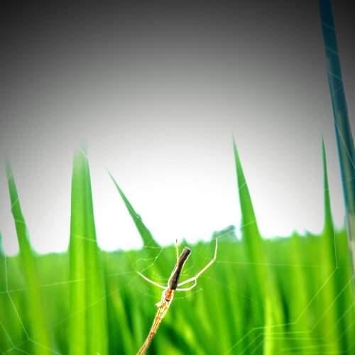 Spider