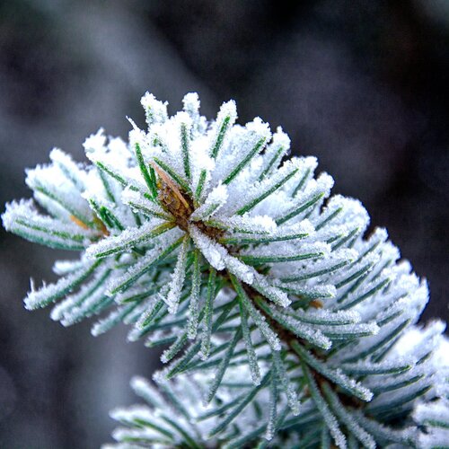 Ice chains