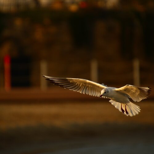 Photo #2163000