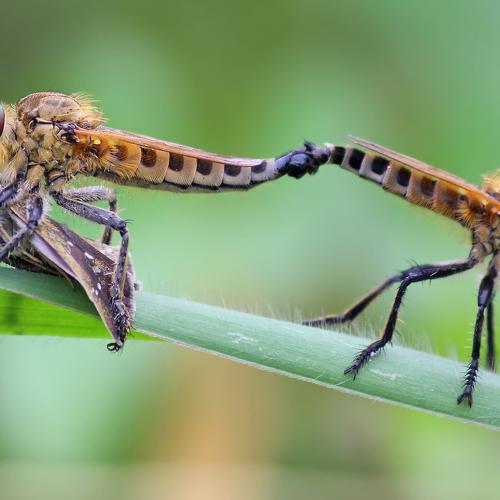 Robberfly mating with kill