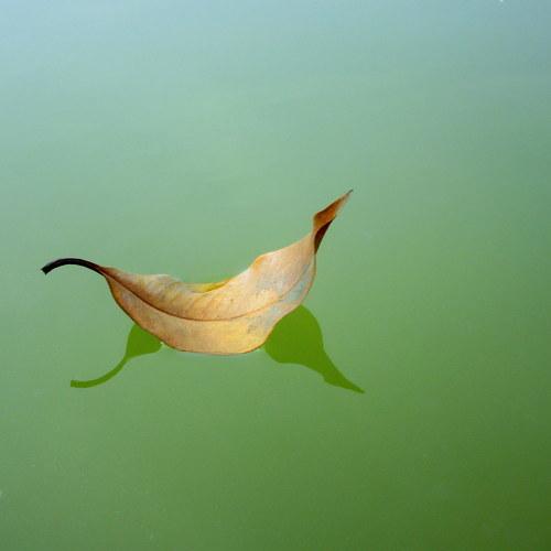 Boat of leaf