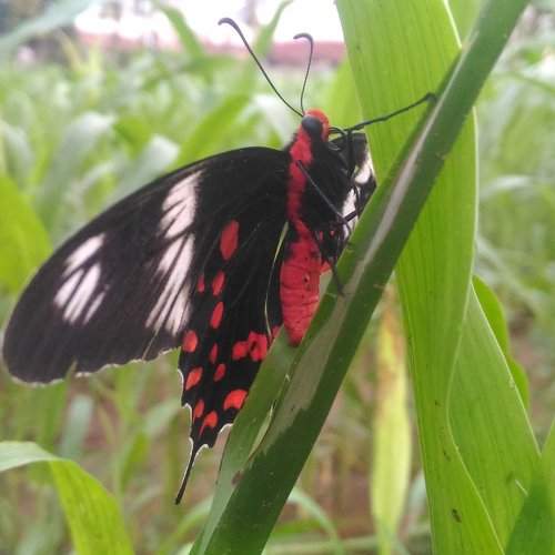 Beautiful butterfly