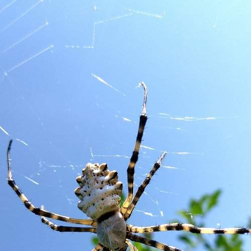паук(Spider)