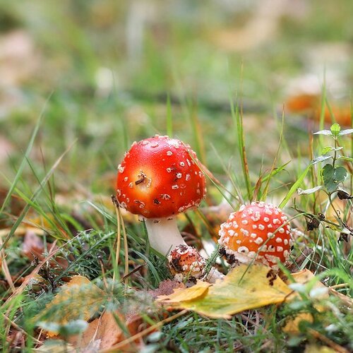 Photo #2164853