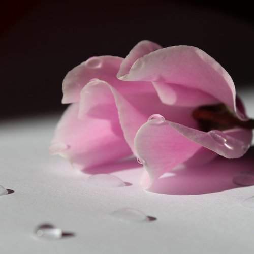 Photo #2166172