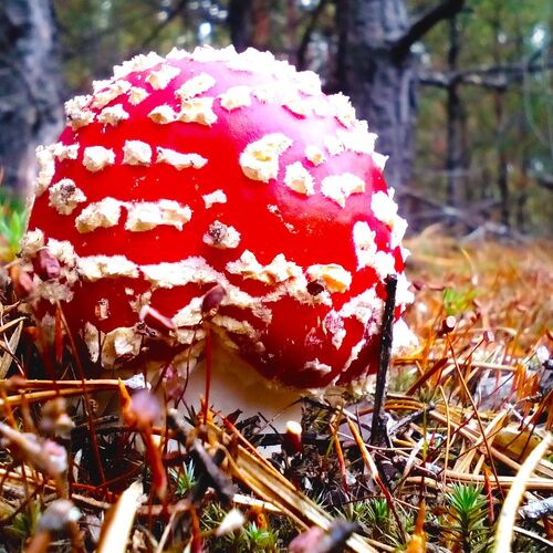 Мухомор