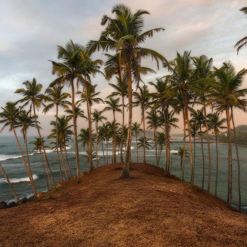 Waiting for coconut