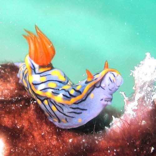 Nudi Branch