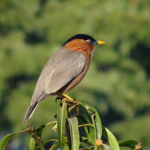 Bird Caught IN Frame