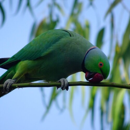 BIRD Caught In FRAME