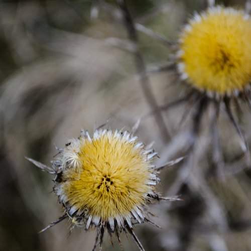 Wild flower